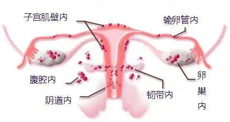 106cc彩票软件app安卓下载-保健品不是药，保健品背后的健康智慧