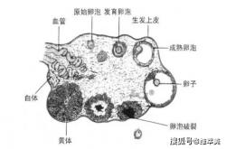 它们是子宫垃圾的“清洁工”，女人常吃，呵护子宫，预防妇科疾病