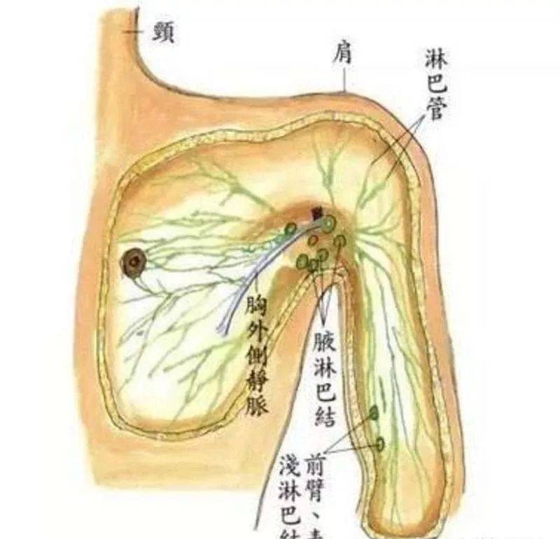 中医美容之道！解锁中医养生美容师证书如何考取，条件与绽放使命！